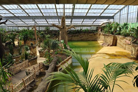 In einem tropisch angelegten Gehege unter einem Glasdach befindet sich ein Becken mit leuchtend grünem Wasser. An ihm führt ein Holzweg unter Palmen entlang.