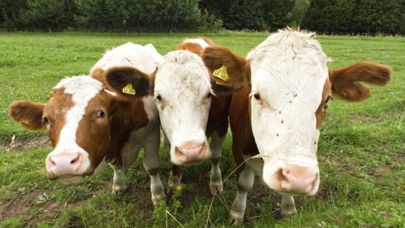 Drei braun-weiße Kühe von vorne, die dicht beieinander stehen und neugierig gucken. 