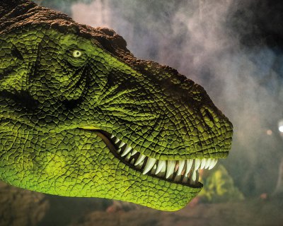 Der große grüne Kopf eines nachgebauten Tyrannosaurus Rex'.