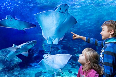 Zwei Kinder stehen vor einem mannshohen Aquarium und staunen. Darin tummeln sich Rochen und Haie.