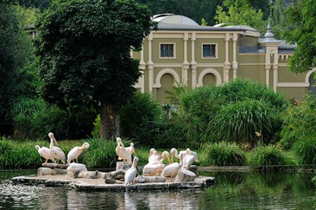 Eine Gruppe von Pelikanen sitzt auf einer Insel in einem Teich, der umgeben ist von Grün. Im Hintergrund steht eine olivgrün gestrichene Villa.